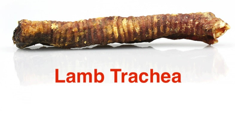 Lamb Trachea